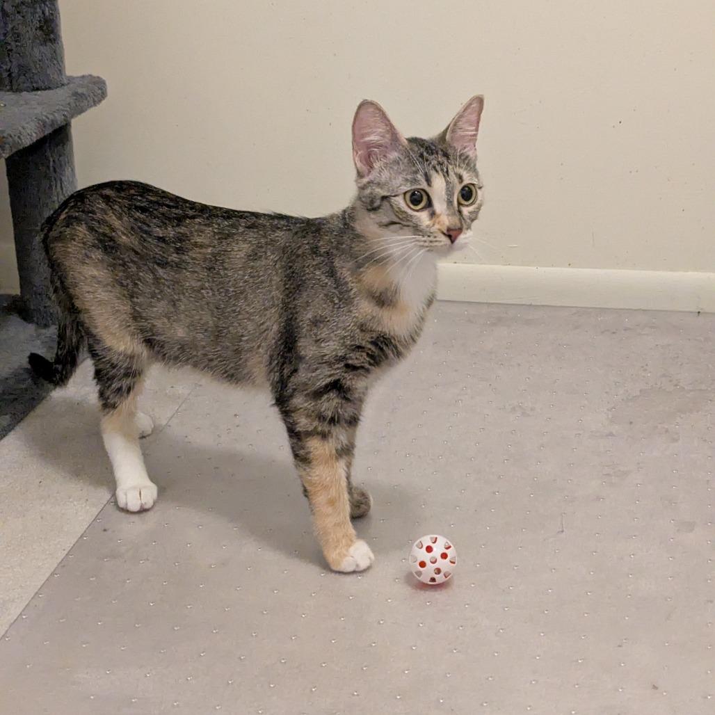 Karina Koshka, a Adoptable Domestic Short Hair in St. Paul, MN image 6/6