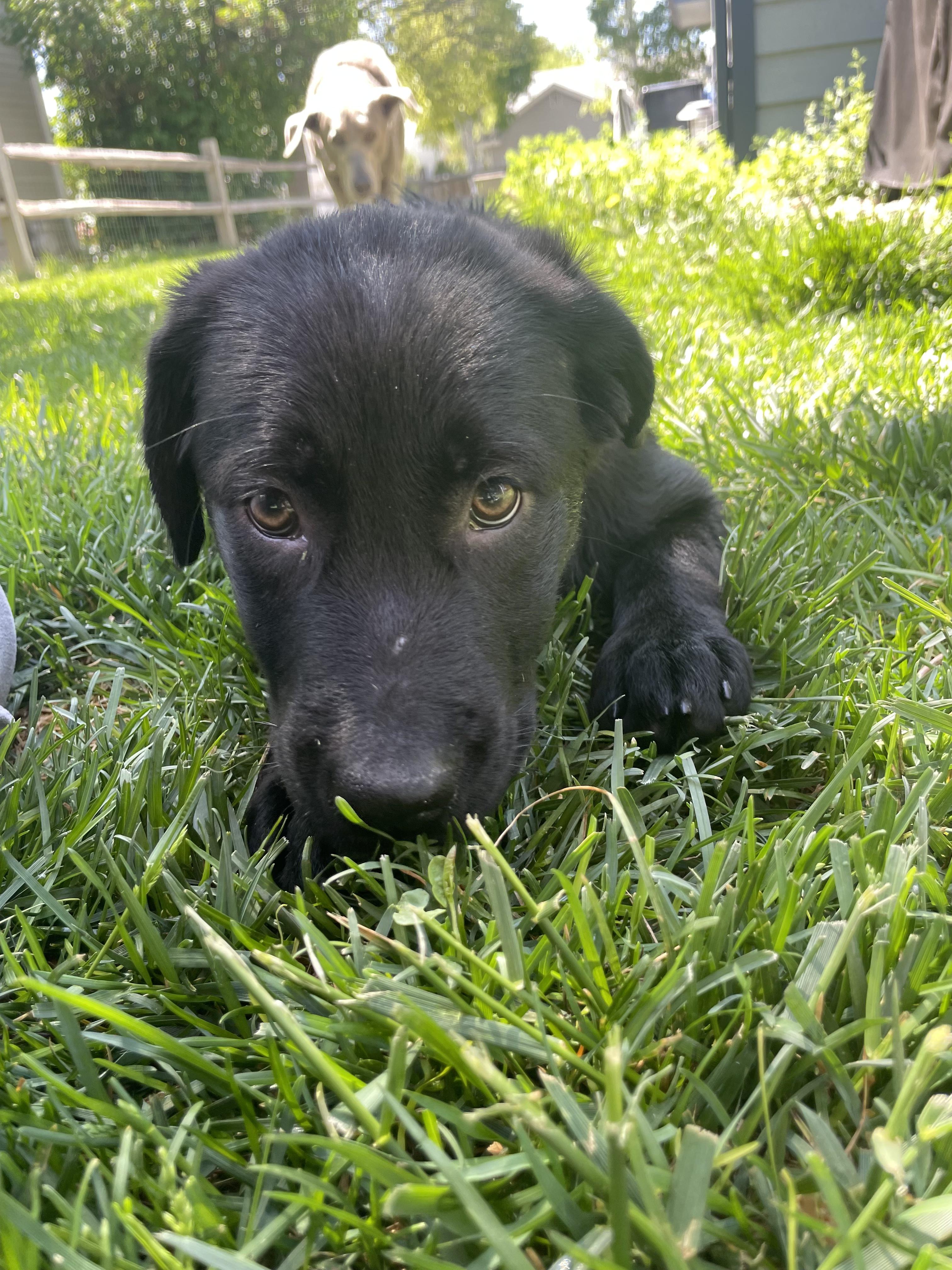 Enlarge Raven, a ADOPTABLE mixed breed in Fort Collins, CO image 5/5