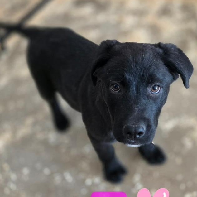 Raven, ADOPTABLE, Puppy Female Labrador Retriever & Black Labrador Retriever.