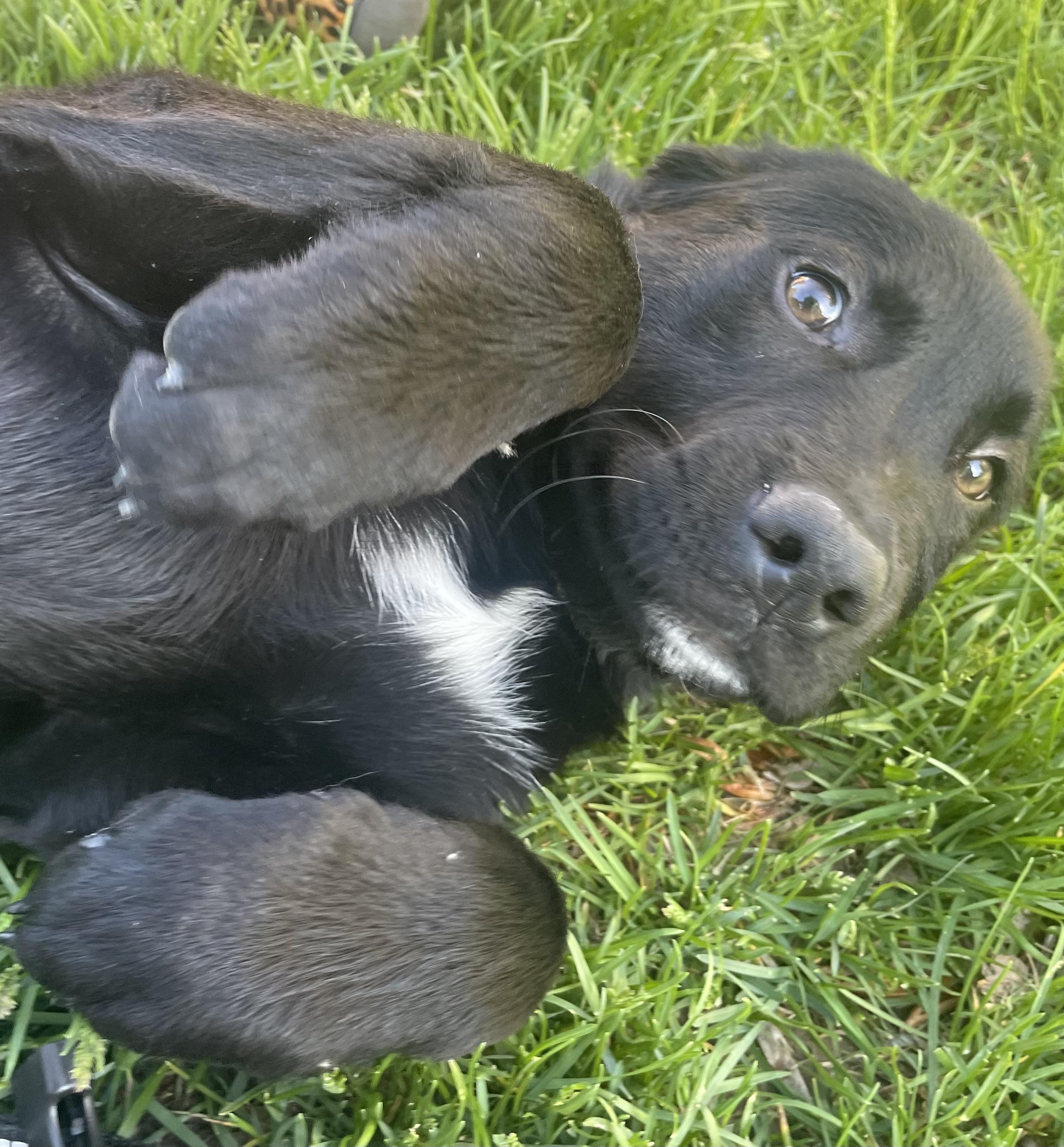 Enlarge Raven, a ADOPTABLE mixed breed in Fort Collins, CO image 3/5