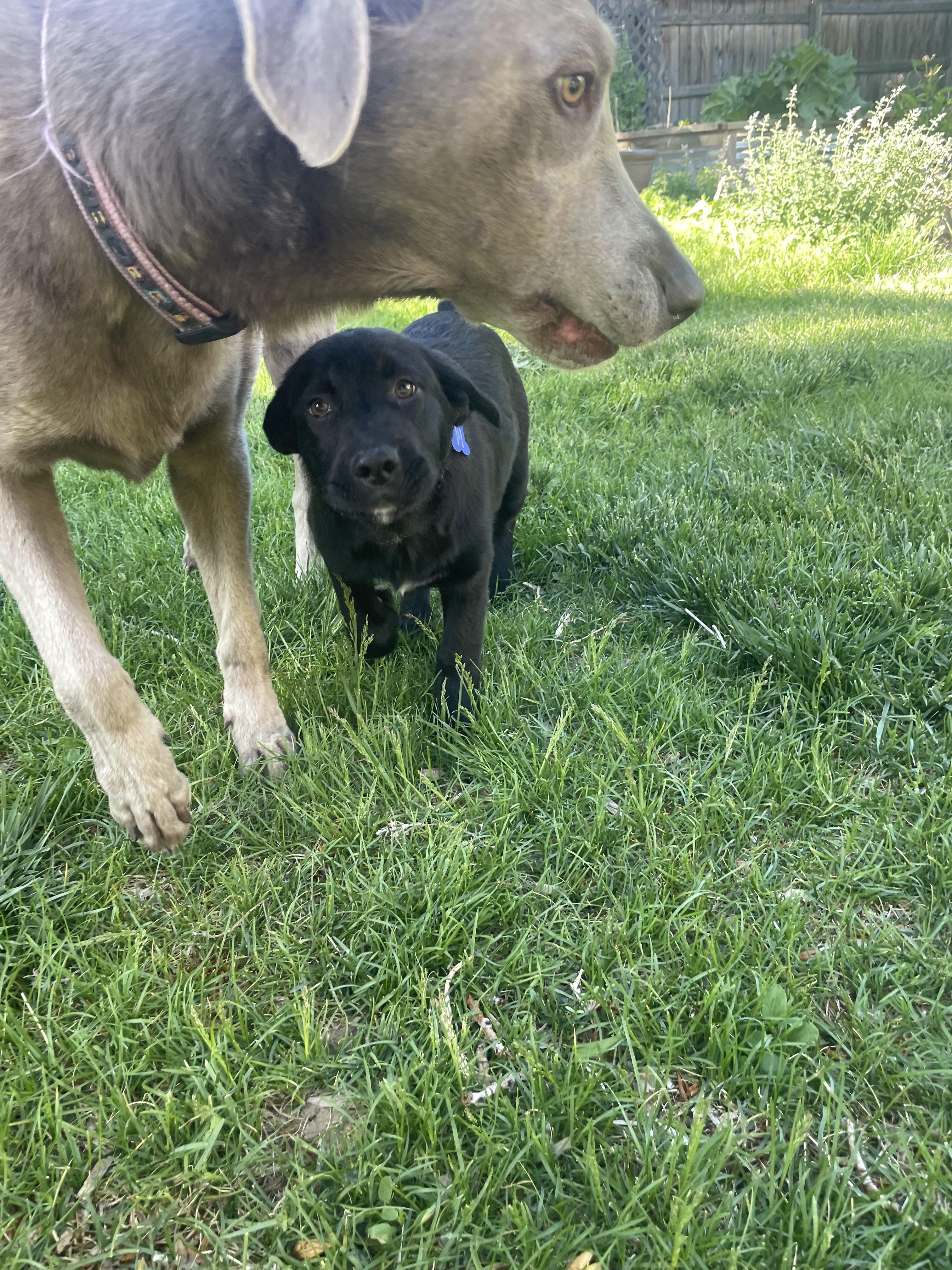 Enlarge Raven, a ADOPTABLE mixed breed in Fort Collins, CO image 4/5