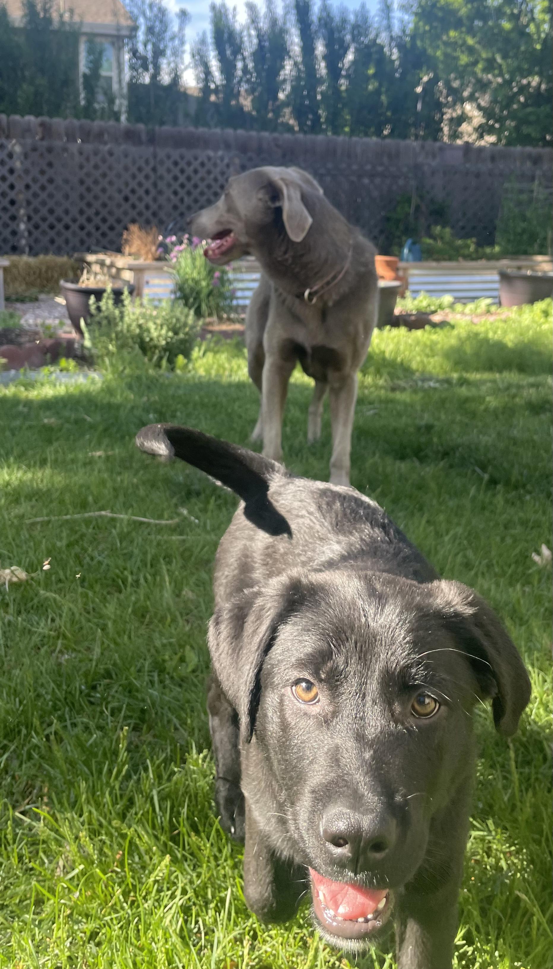 Enlarge Raven, a ADOPTABLE mixed breed in Fort Collins, CO image 2/5