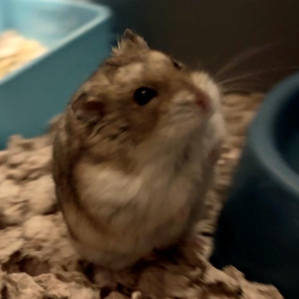 Bob, Adoptable, Young Male Hamster.