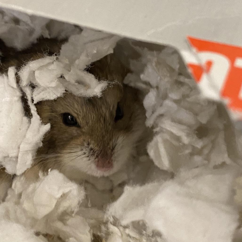 Enlarge Bob, a Adoptable Hamster in Reno, NV image 2/2
