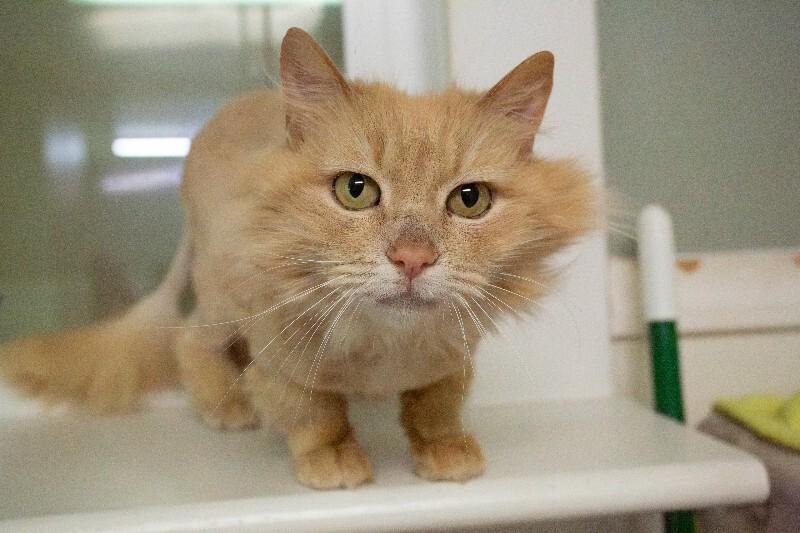 Buttercup, Adoptable, Senior Female Domestic Long Hair.