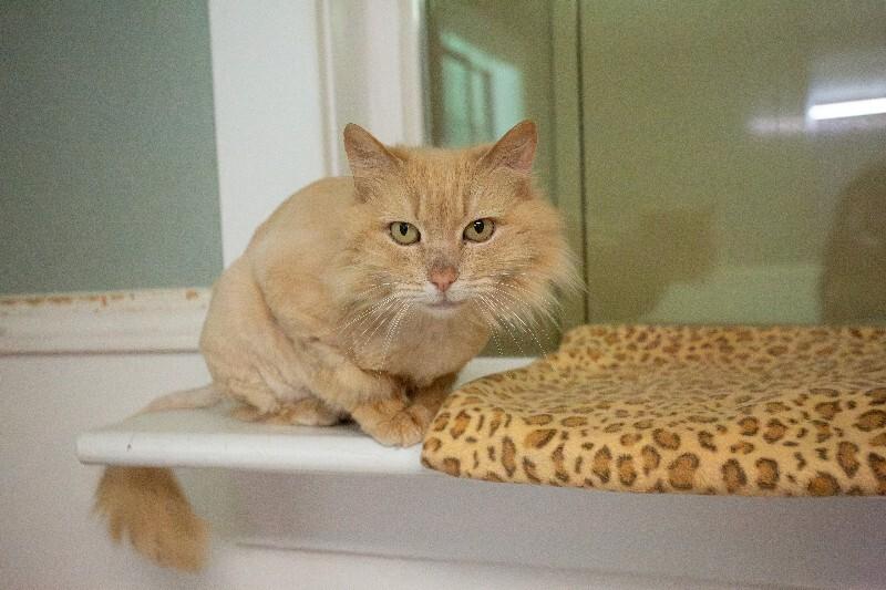 Enlarge Buttercup, a Adoptable Domestic Long Hair in Arlington, WA image 2/4