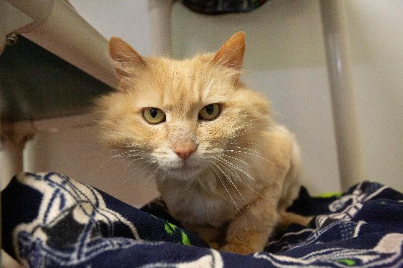 Enlarge Buttercup, a Adoptable Domestic Long Hair in Arlington, WA image 3/4