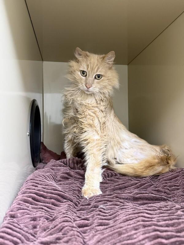 Enlarge Buttercup, a Adoptable Domestic Long Hair in Arlington, WA image 4/4