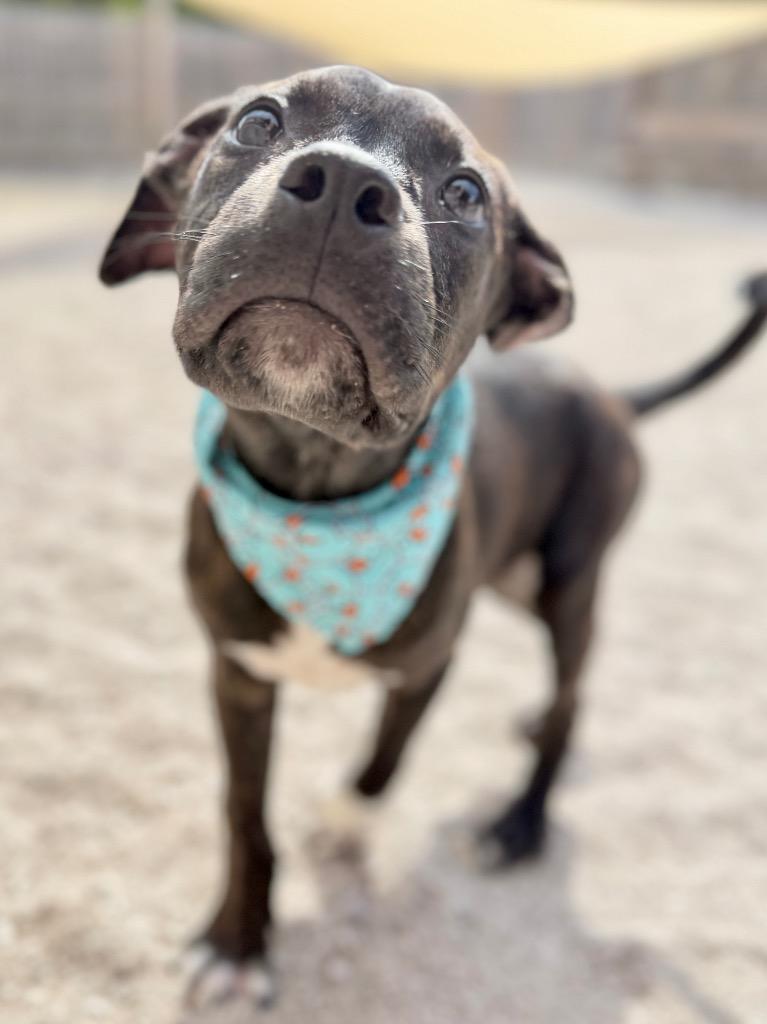 Bing, Adoptable, Puppy Male Mixed Breed & Labrador Retriever.