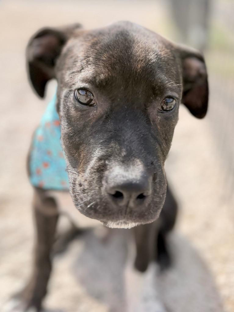 Enlarge Bing, a Adoptable mixed breed in Muskegon, MI image 2/6