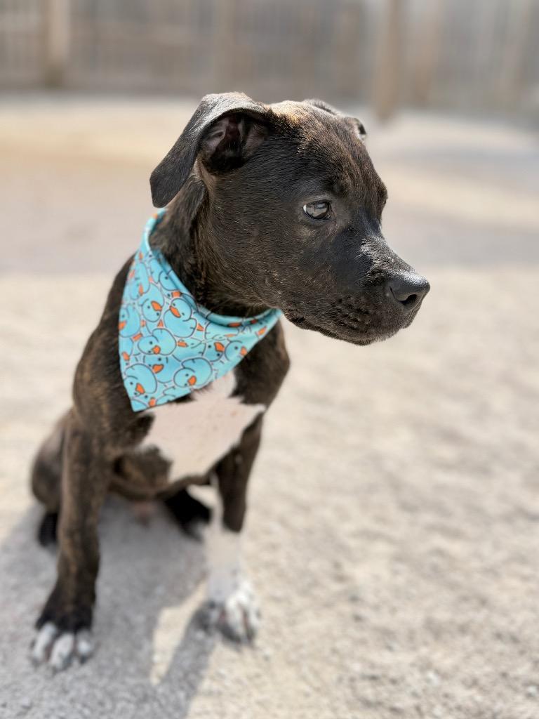 Enlarge Bing, a Adoptable mixed breed in Muskegon, MI image 3/6