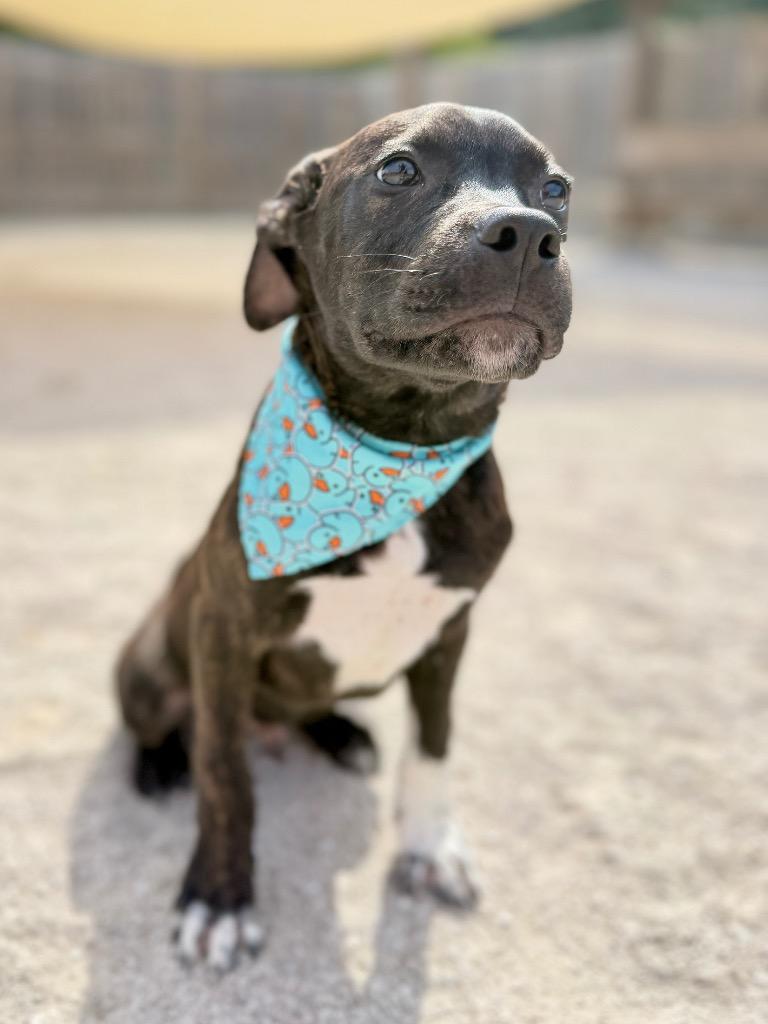 Enlarge Bing, a Adoptable mixed breed in Muskegon, MI image 4/6