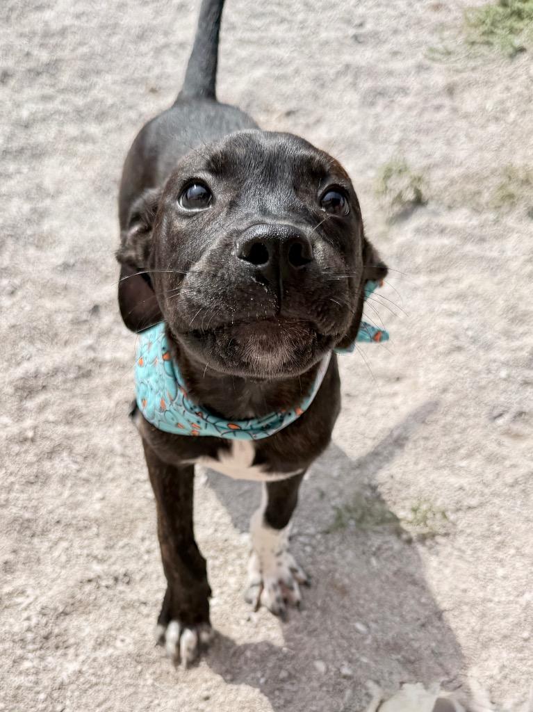 Enlarge Bing, a Adoptable mixed breed in Muskegon, MI image 5/6