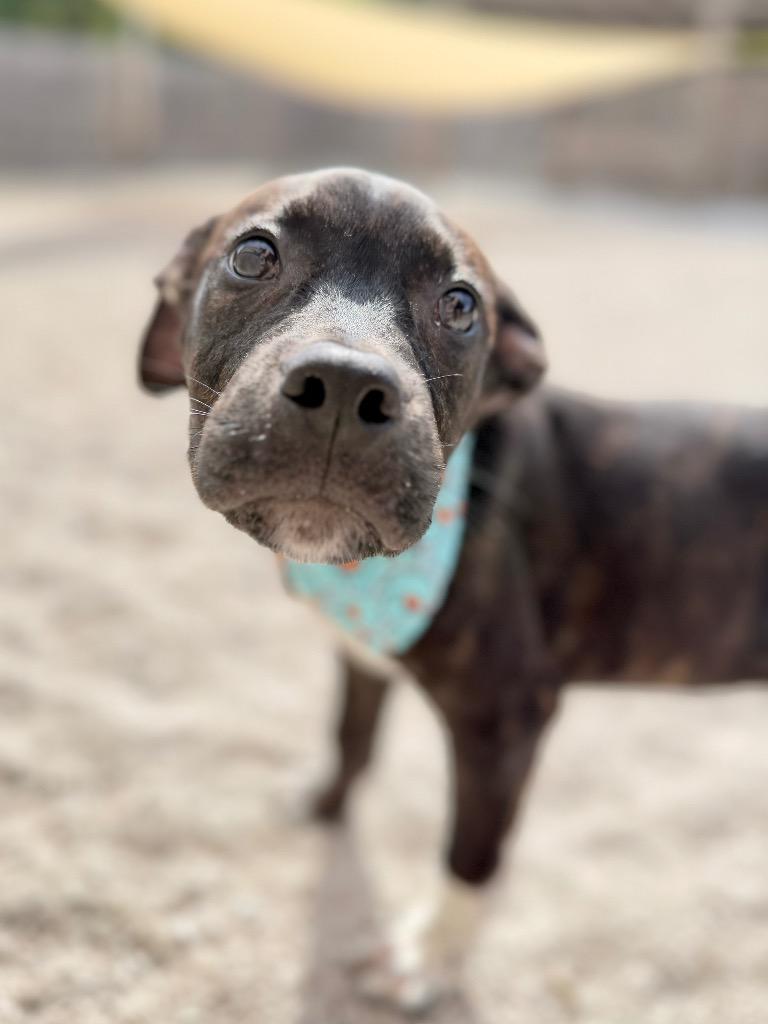 Enlarge Bing, a Adoptable mixed breed in Muskegon, MI image 6/6