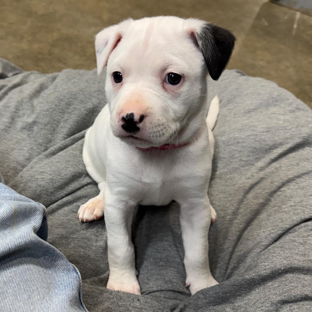 Enlarge Patches, a Adoptable mixed breed in Pinson, TN image 5/6