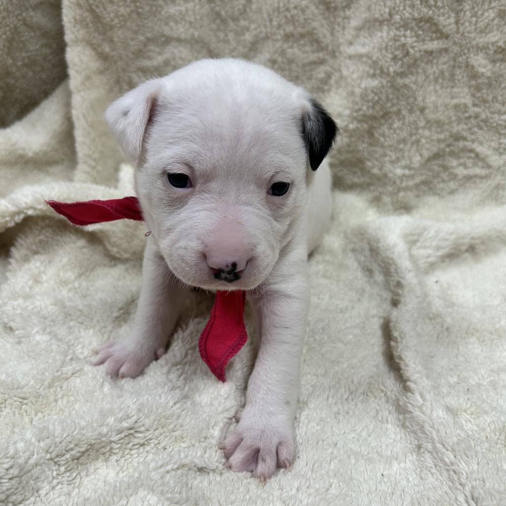 Enlarge Patches, a Adoptable mixed breed in Pinson, TN image 2/6