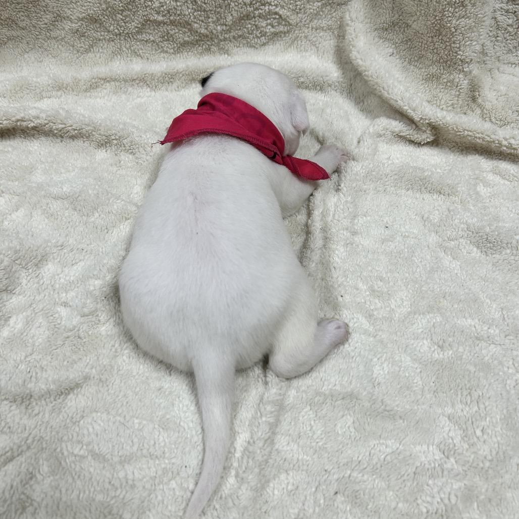 Enlarge Patches, a Adoptable mixed breed in Pinson, TN image 4/6