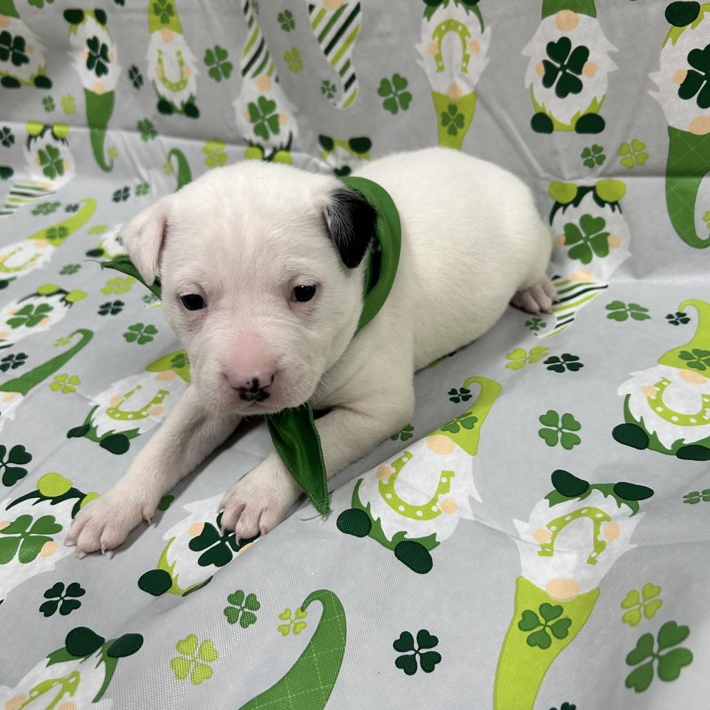 Enlarge Patches, a Adoptable mixed breed in Pinson, TN image 3/6