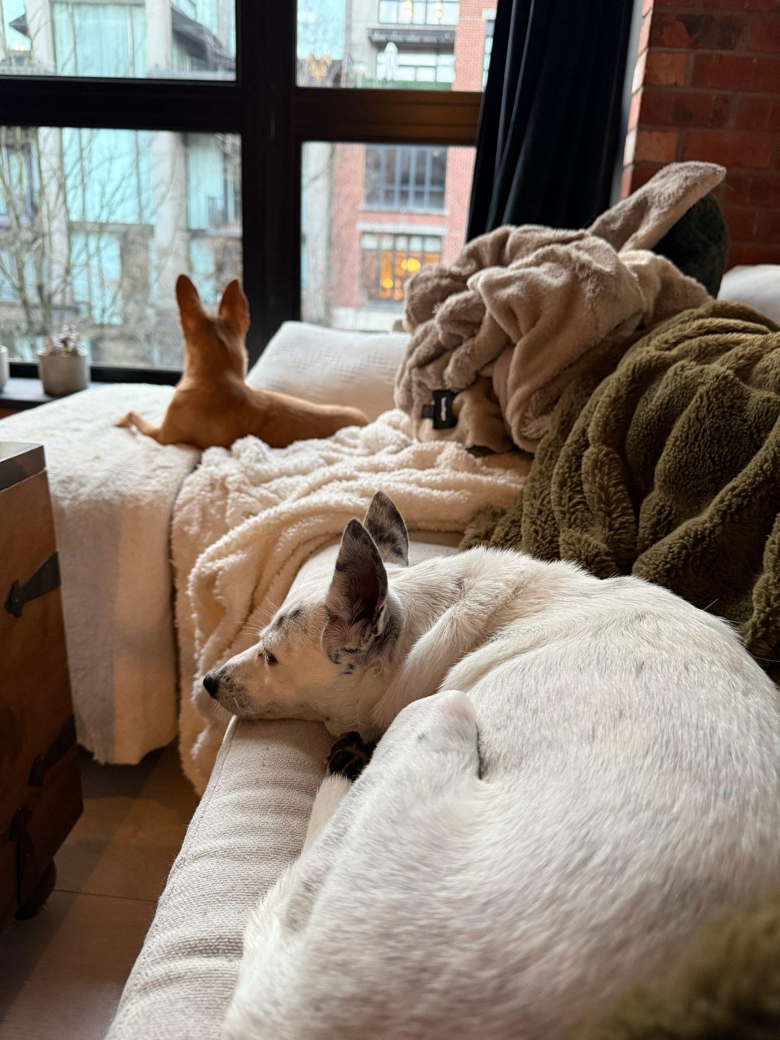 Enlarge Cocoa, an adopted mixed breed in Vancouver, BC image 4/5