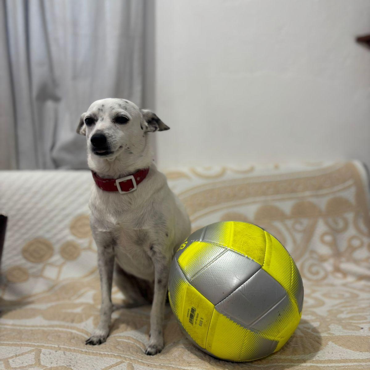 Cocoa, adopted, Adult Female Chihuahua & Terrier.