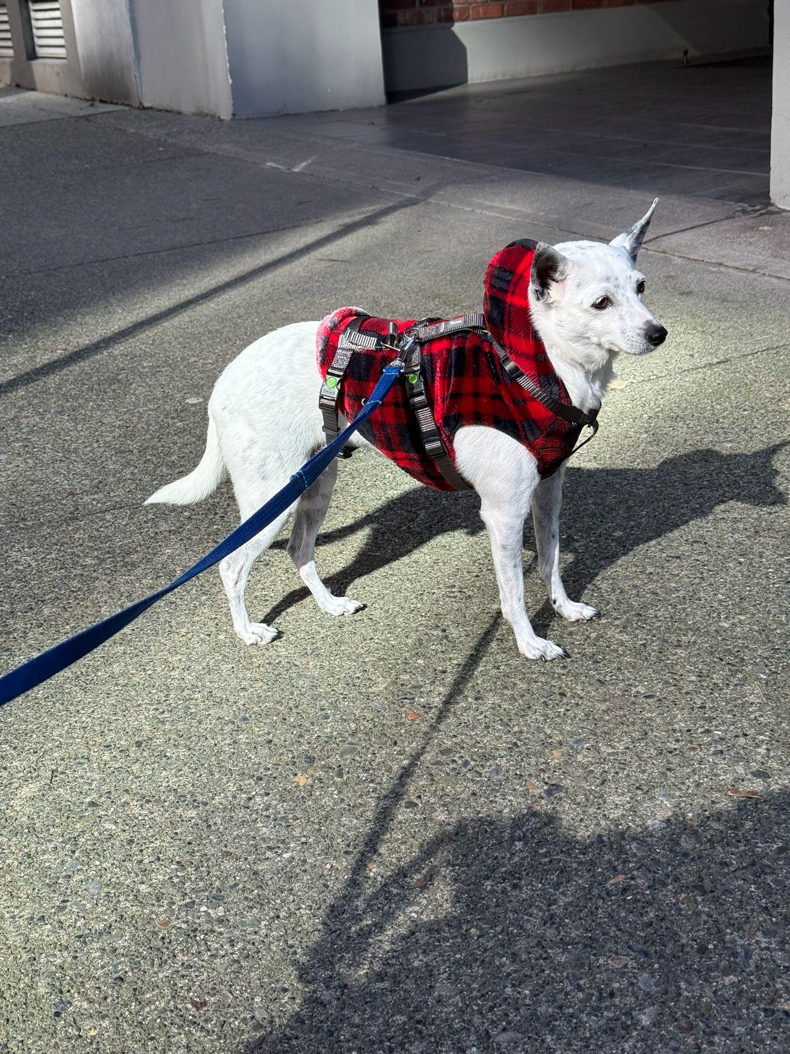 Enlarge Cocoa, an adopted mixed breed in Vancouver, BC image 5/5