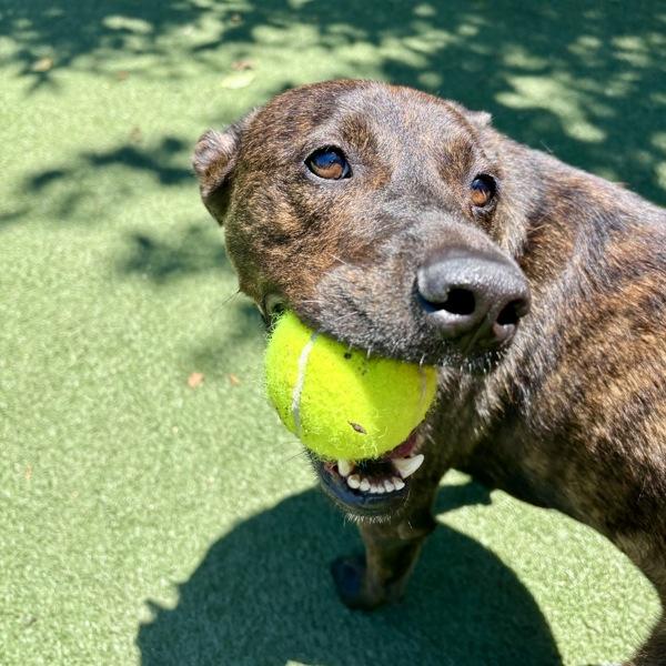 Enlarge Muttley, a Adoptable mixed breed in Oceanside, CA image 1/1