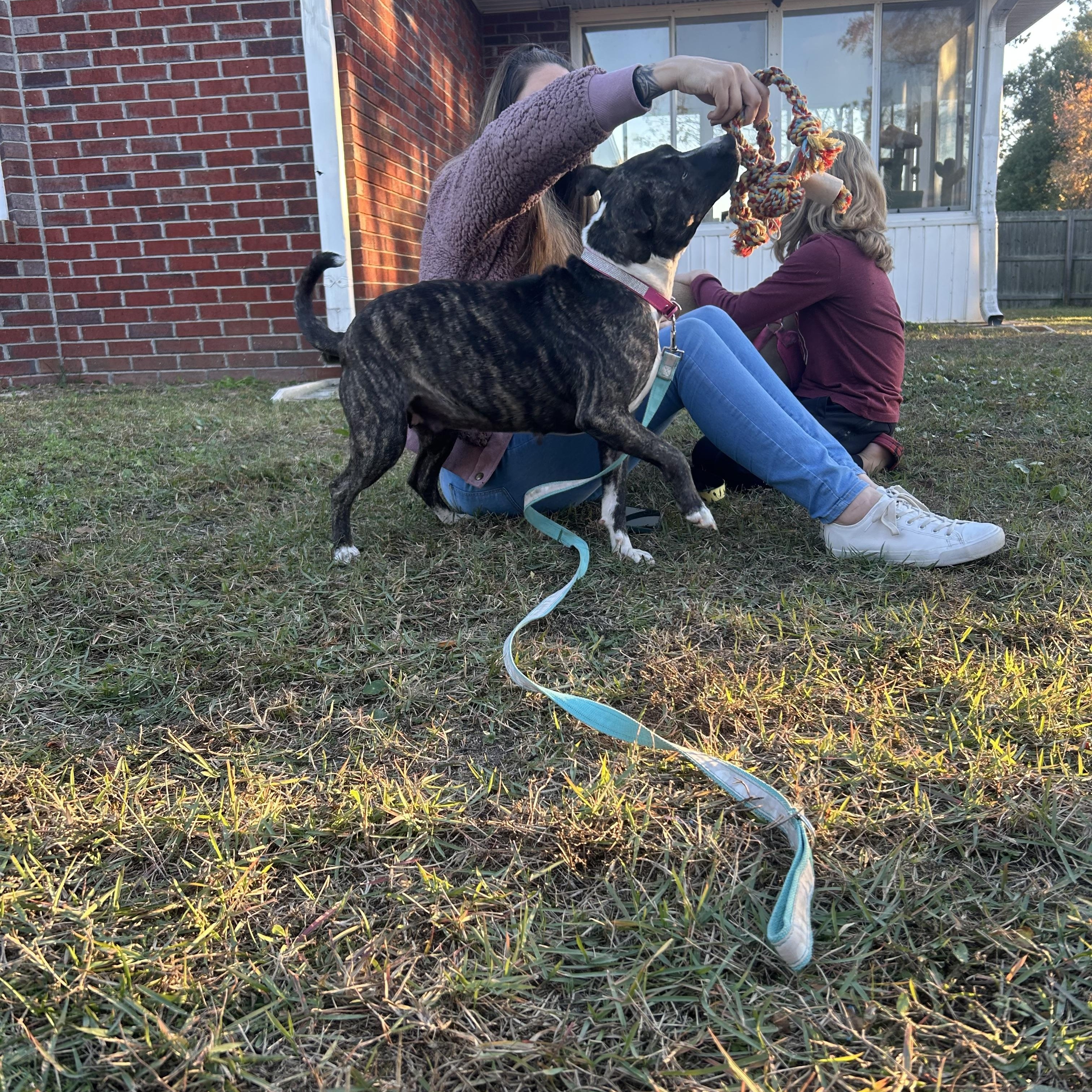 Adeline, Adoptable, Adult Female Pit Bull Terrier.