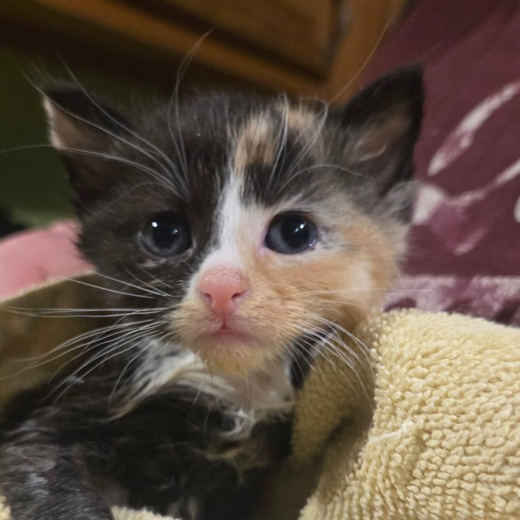 Buster, Adoptable, Kitten Female Domestic Medium Hair & Domestic Short Hair.