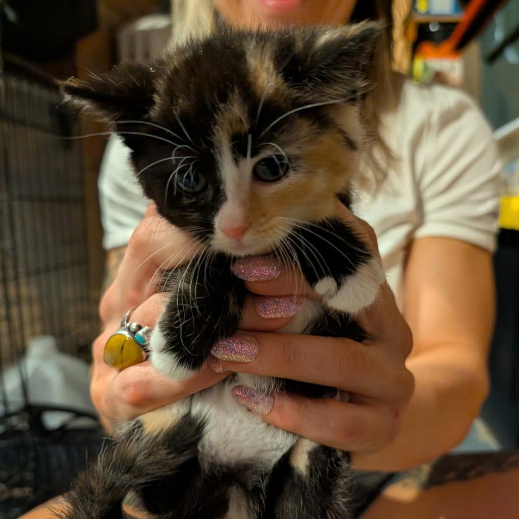 Enlarge Buster, a Adoptable mixed breed in Southington, OH image 2/2