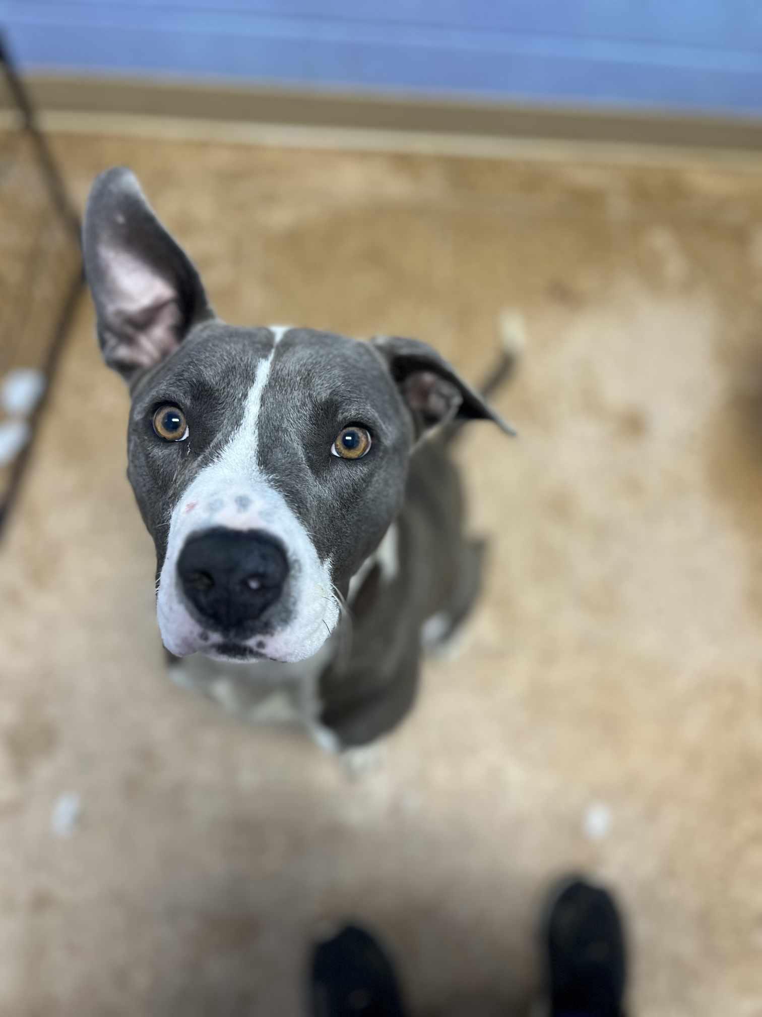 Wall-E, Adoptable, Young Male Pit Bull Terrier & Boxer.