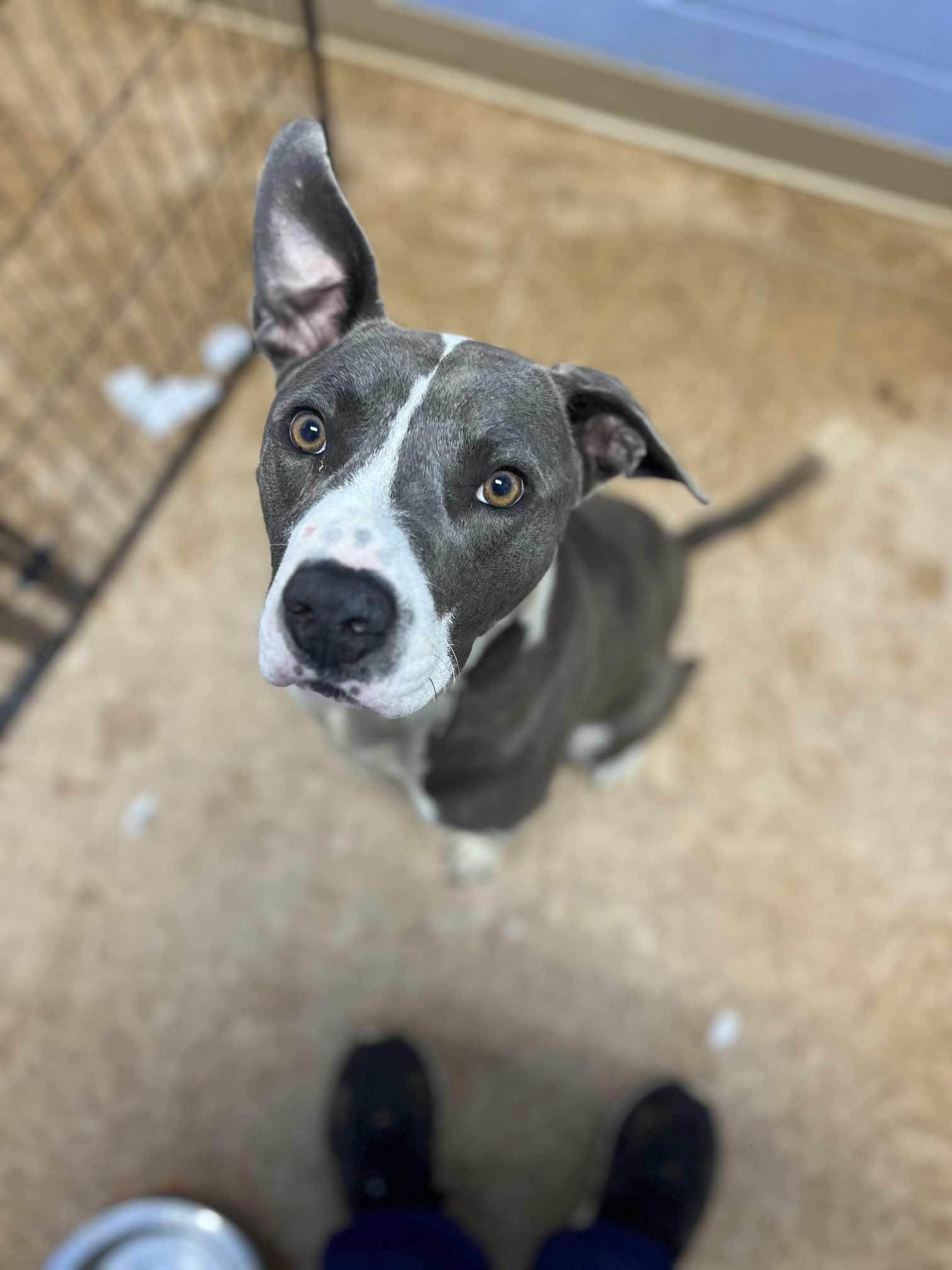 Enlarge Wall-E, a Adoptable mixed breed in Orangeburg, SC image 2/3