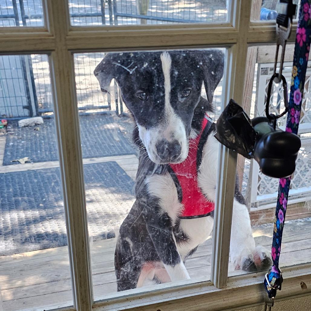 Enlarge M_Valentino, a Adoptable Mixed Breed in mount vernon, AR image 1/2
