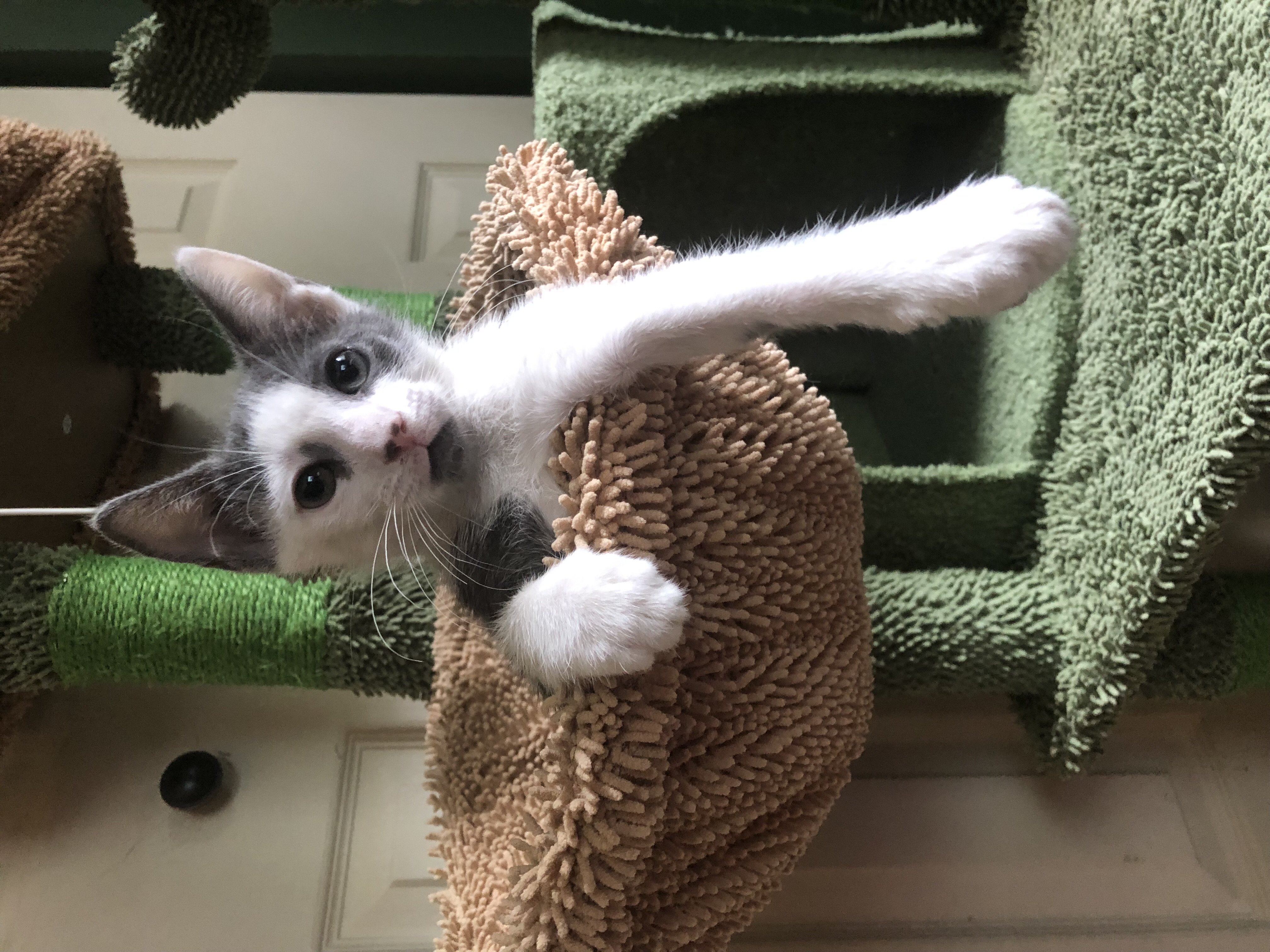 Cat for adoption Porsche & Piglet BONDED, a Domestic Short Hair