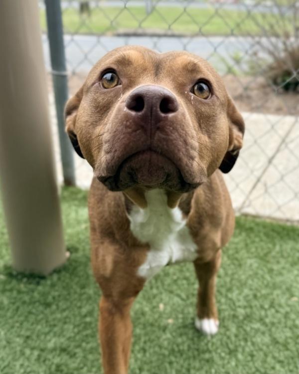 Ruby, Adoptable, Young Female Pit Bull Terrier.