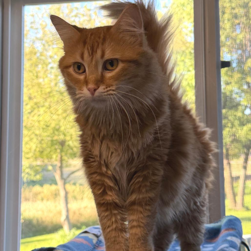 Enlarge Cider, a Adoptable Domestic Medium Hair in Milford, IA image 1/4