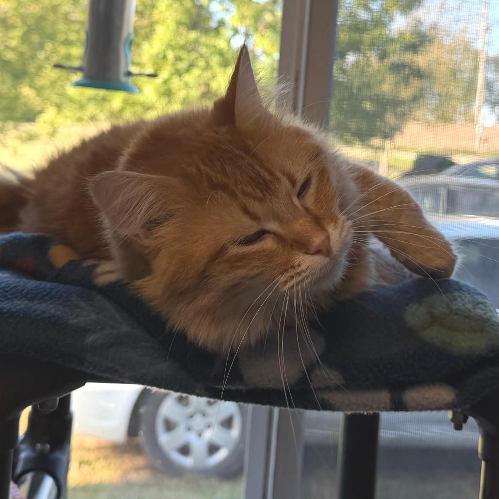 Enlarge Cider, a Adoptable Domestic Medium Hair in Milford, IA image 2/4