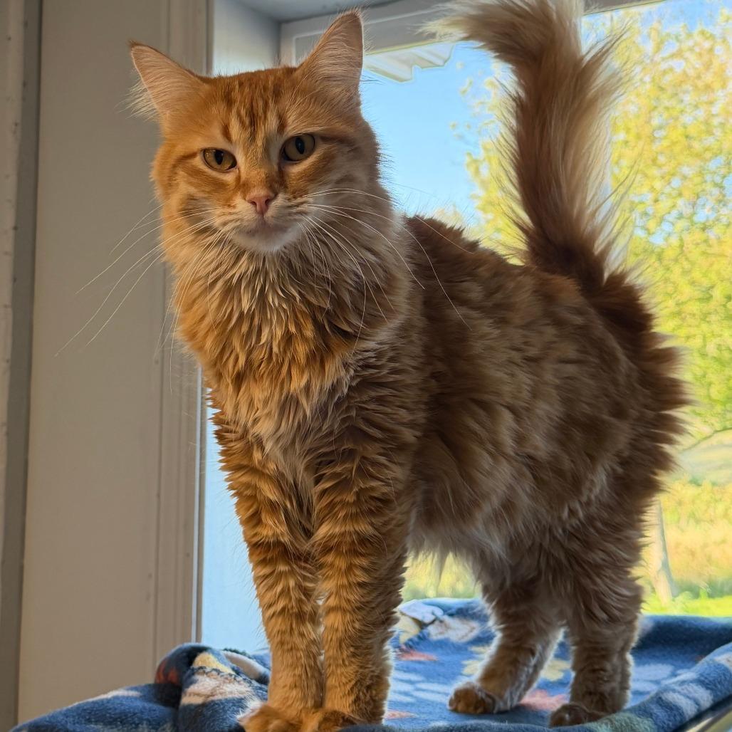 Enlarge Cider, a Adoptable Domestic Medium Hair in Milford, IA image 3/4