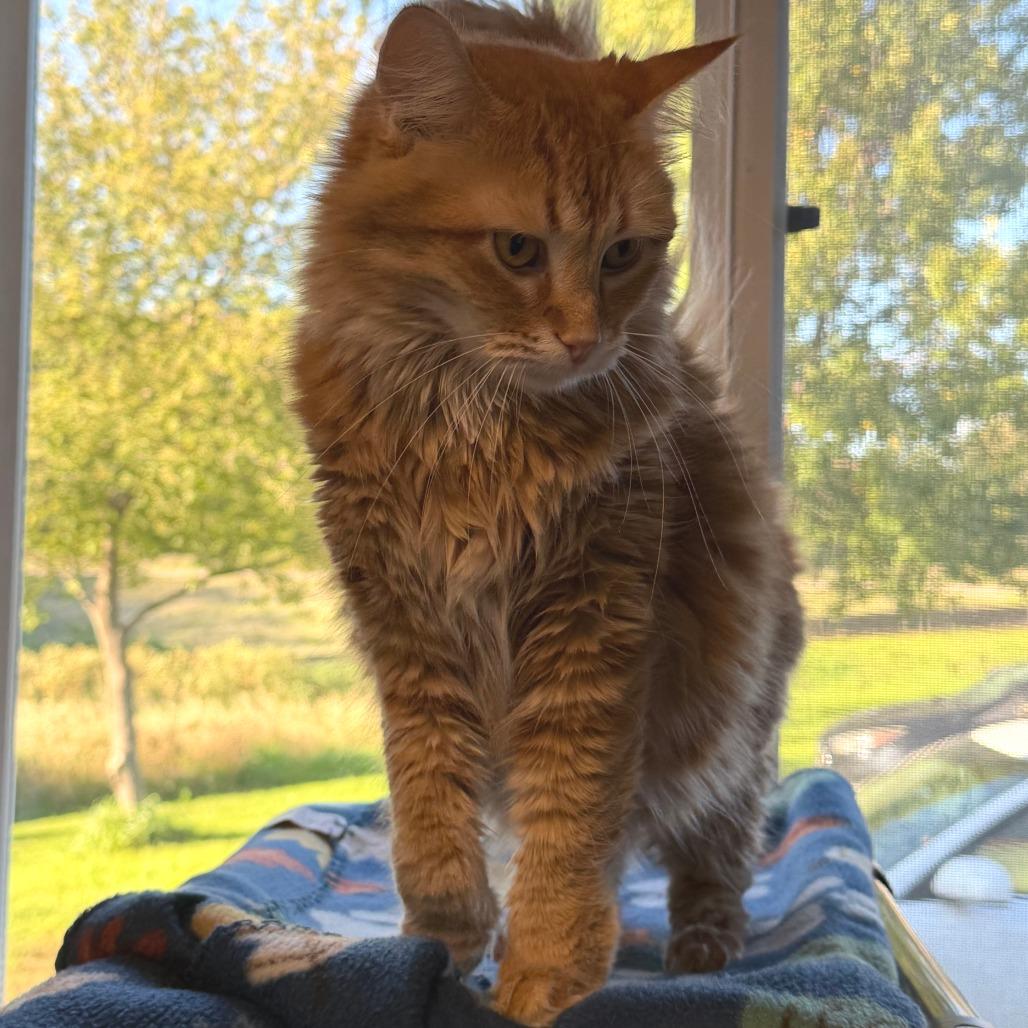 Enlarge Cider, a Adoptable Domestic Medium Hair in Milford, IA image 4/4