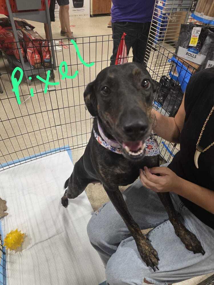 Pixel, Adoptable, Adult Female Labrador Retriever.