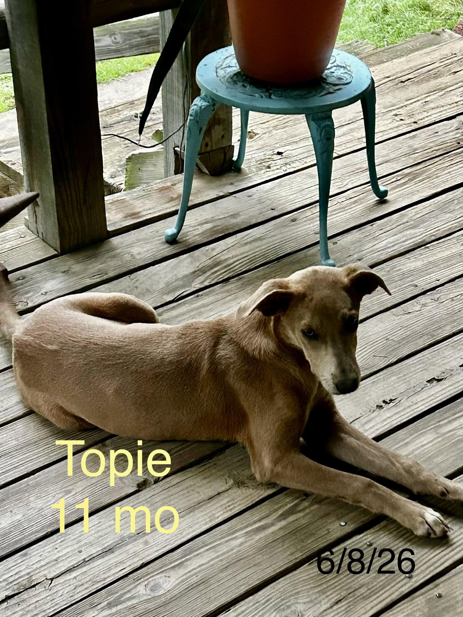 Topie Shape, Adoptable, Young Female German Pinscher.