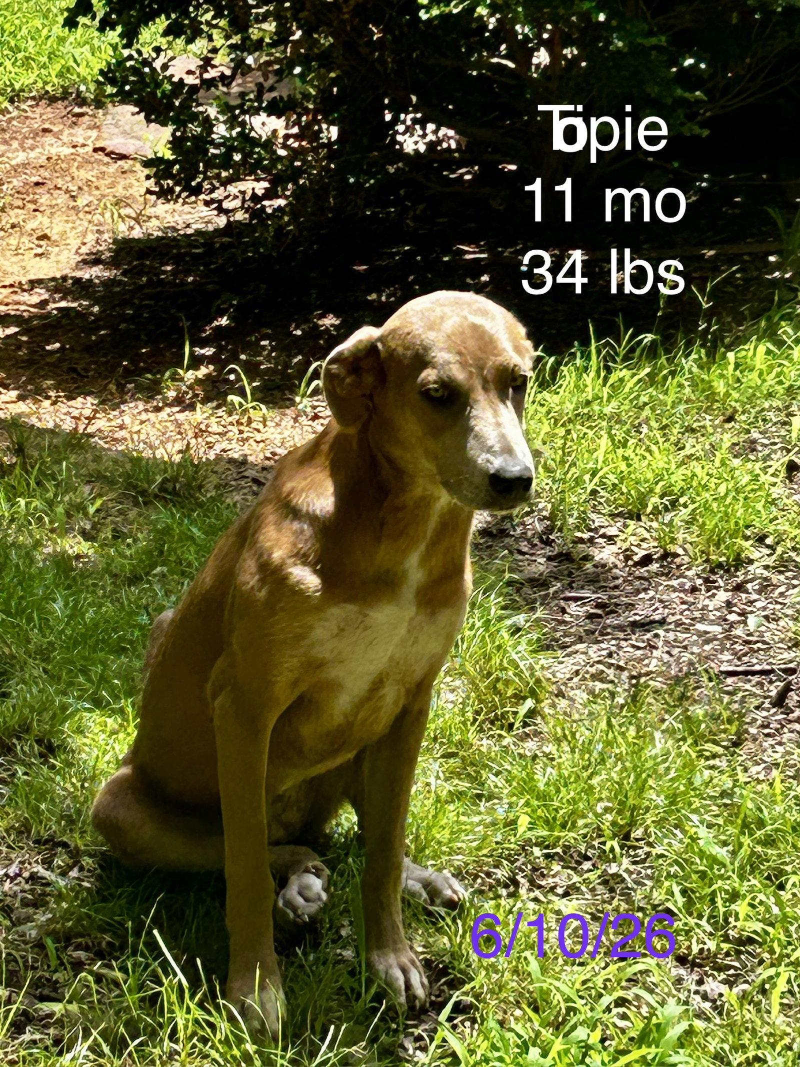 Topie Shape, a Adoptable German Pinscher in Wakefield, RI image 3/3