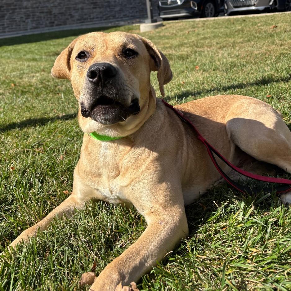 Enlarge Peanut Butter, a Adoptable Mixed Breed in Washington Township, OH image 1/6