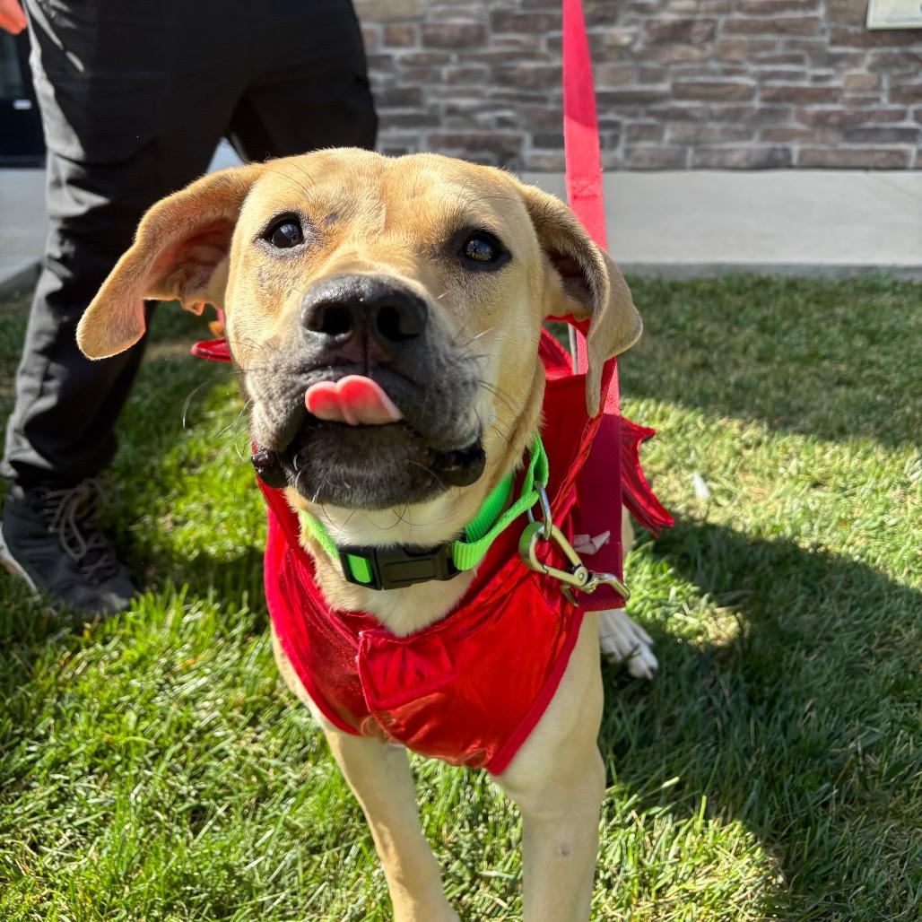 Enlarge Peanut Butter, a Adoptable Mixed Breed in Washington Township, OH image 2/6
