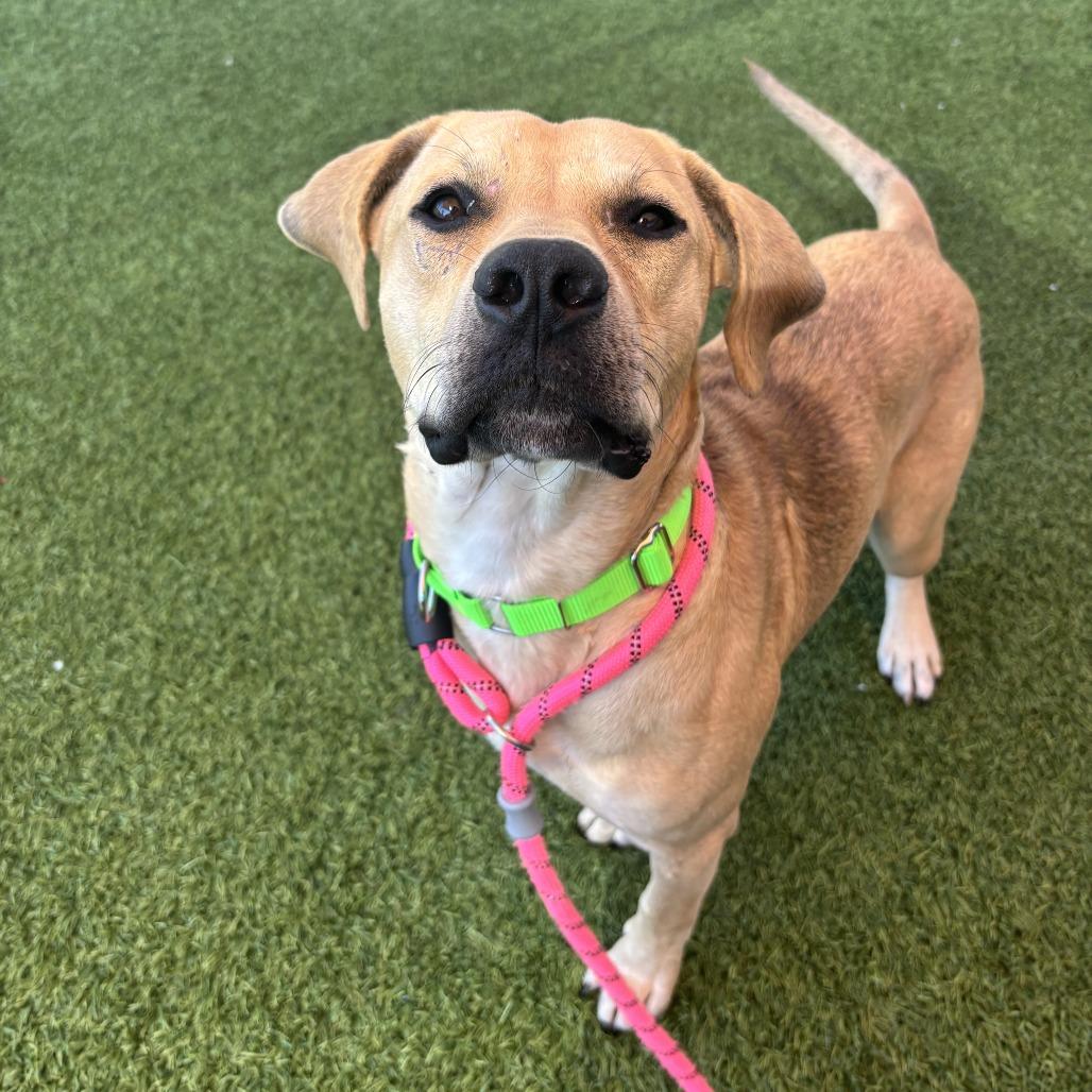 Enlarge Peanut Butter, a Adoptable Mixed Breed in Washington Township, OH image 3/6