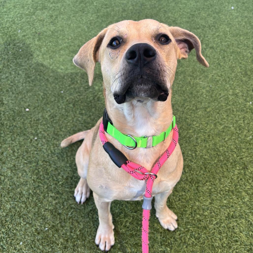 Enlarge Peanut Butter, a Adoptable Mixed Breed in Washington Township, OH image 4/6