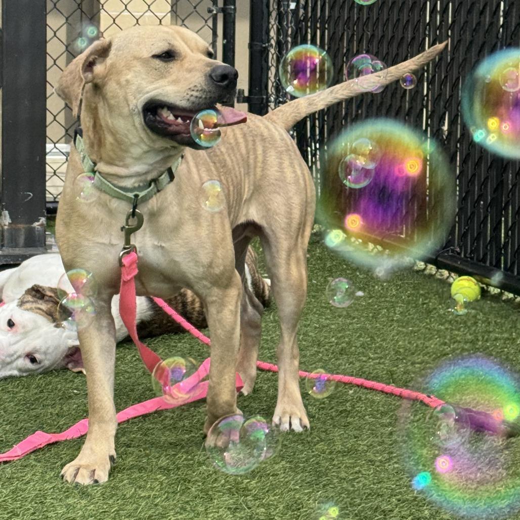 Enlarge Peanut Butter, a Adoptable Mixed Breed in Washington Township, OH image 5/6