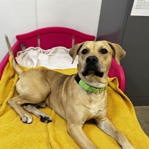 Enlarge Peanut Butter, a Adoptable Mixed Breed in Washington Township, OH image 6/6