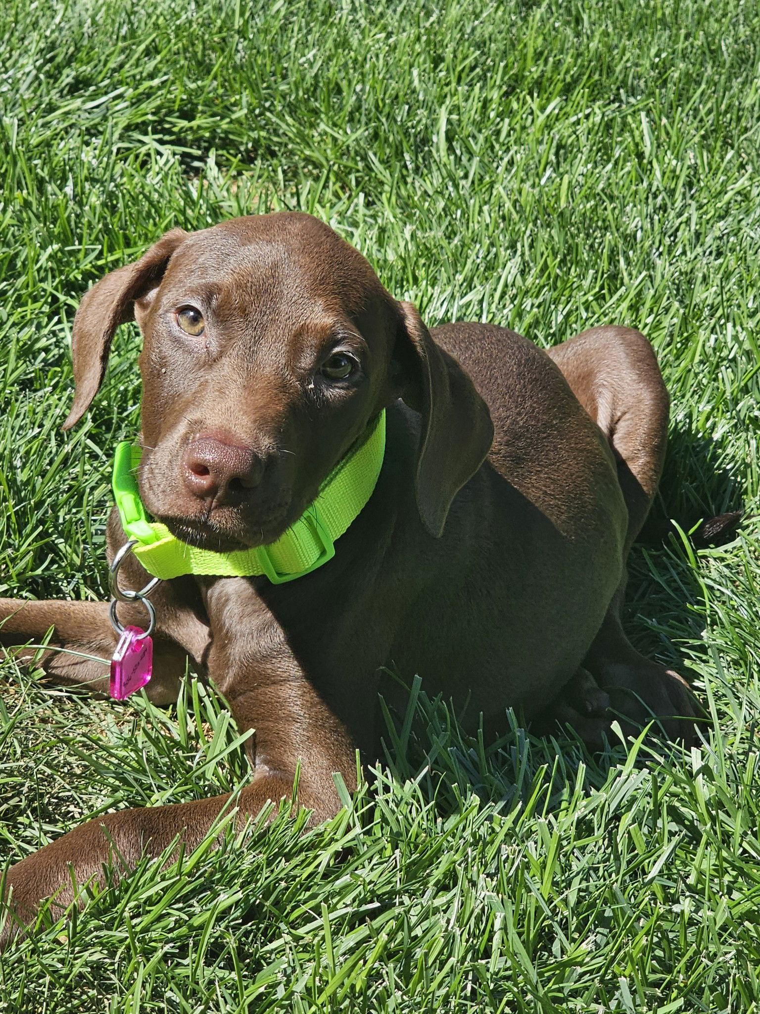 Enlarge Raini, a Adopted Doberman Pinscher in Minneapolis, MN image 1/1