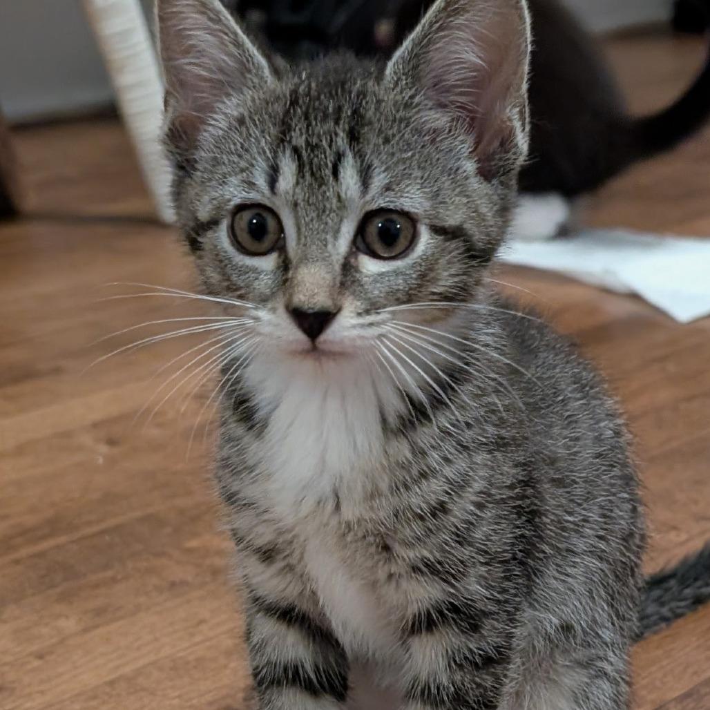 Nick Wilde, Adoptable, Kitten Male Domestic Short Hair.