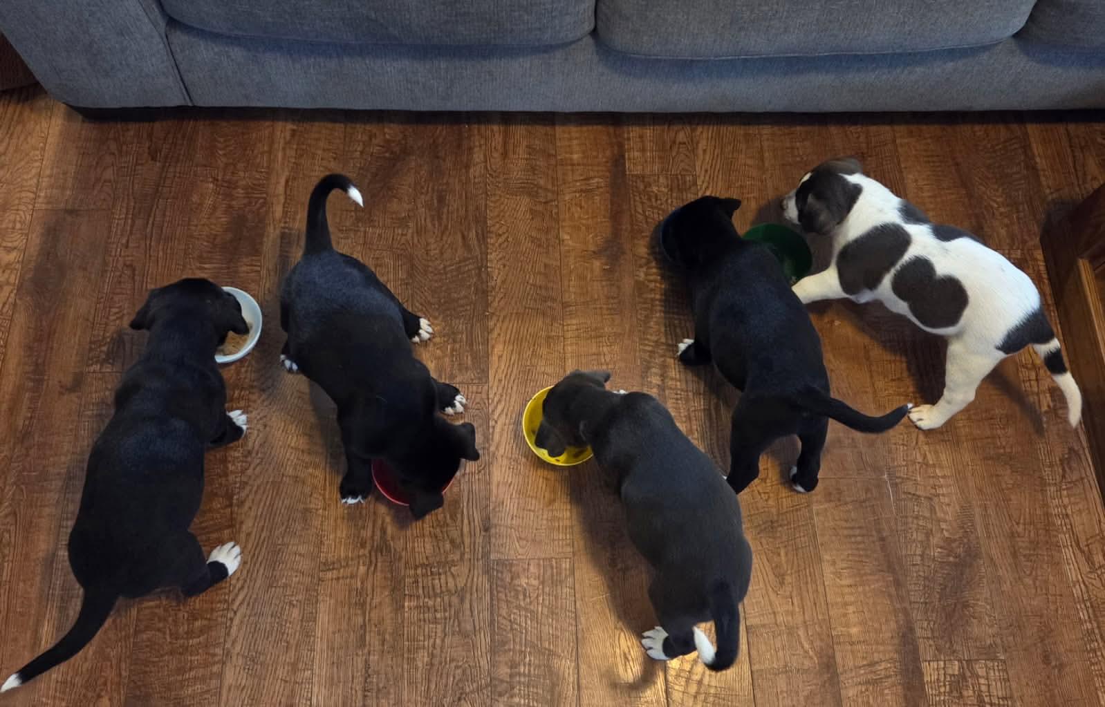 Enlarge Shadow , a ADOPTABLE mixed breed in Collingswood, NJ image 2/2